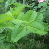 Allamanda blanchetii A.DC.